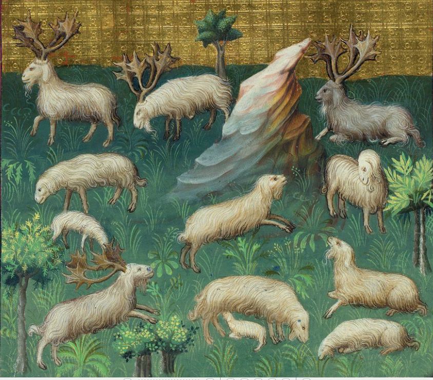 Medieval-Hunt-images-Sheep